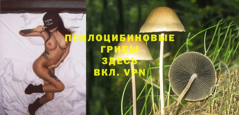 Галлюциногенные грибы Psilocybine cubensis  купить   Азов 